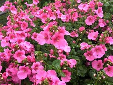 DiasciaPiccadilly Pink