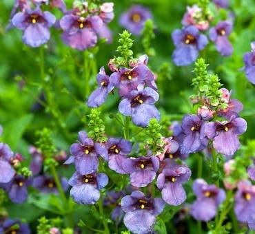 DiasciaPiccadillyDenimBlue