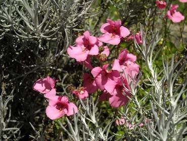 DiasciaPinkButterfly