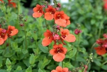 DiasciaWhisperPumpkin