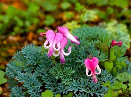 Dicentra1