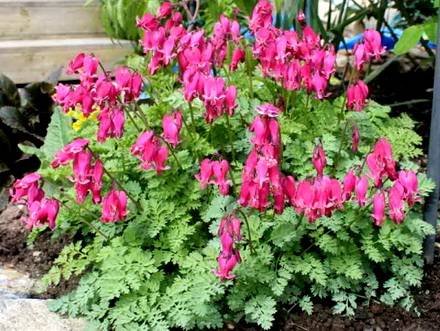 Dicentra10