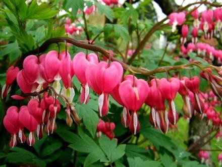 Dicentra11