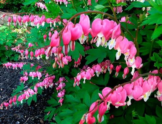 Dicentra14