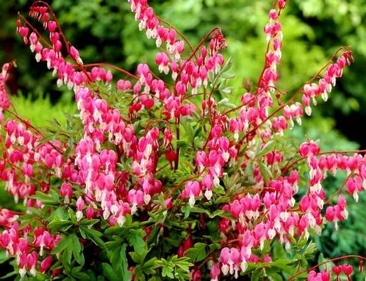 Dicentra15