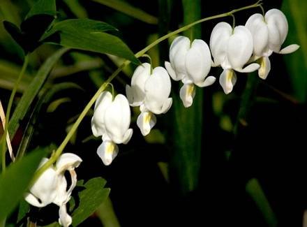 Dicentra3