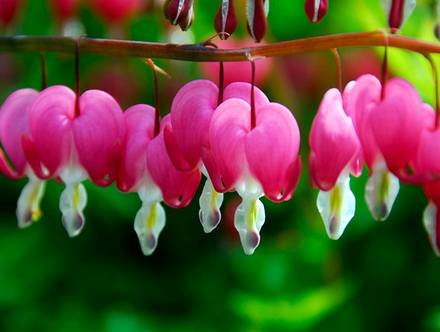 Dicentra33