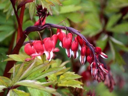 Dicentra4
