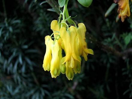 Dicentra5