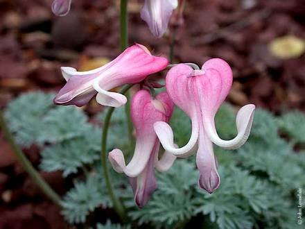 Dicentra6