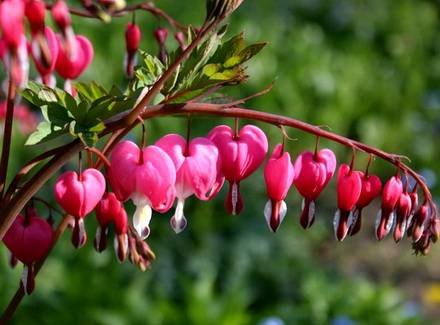 Dicentra7