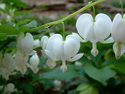 Dicentra8