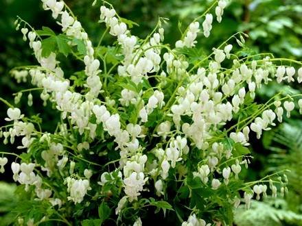 Dicentra9