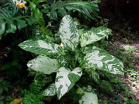 Dieffenbachia11