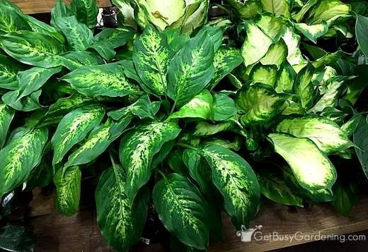 Dieffenbachia12