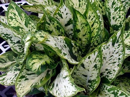 Dieffenbachia9