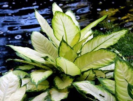 DieffenbachiaCamille