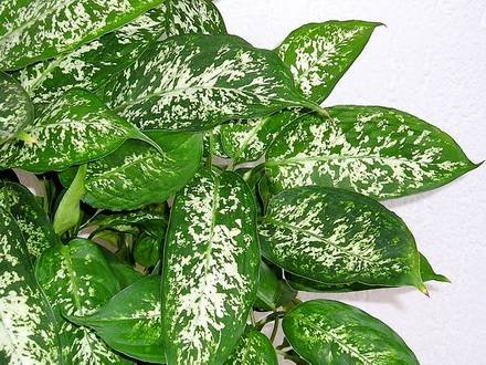 DieffenbachiaCompacta