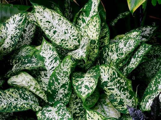 DieffenbachiaExotica