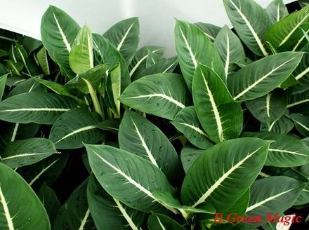 DieffenbachiaGreenMagic