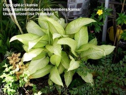 DieffenbachiaHoneyDew