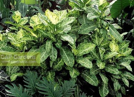 DieffenbachiaJupiter