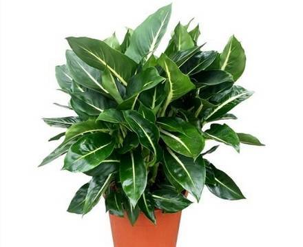 DieffenbachiaLeopoldii