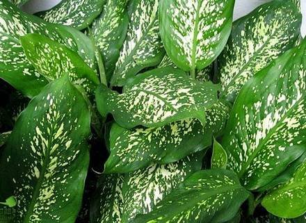 DieffenbachiaMaculata