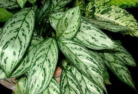 DieffenbachiaMagnifica