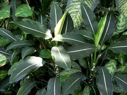 DieffenbachiaOerstedii
