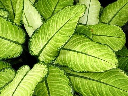 DieffenbachiaRudolphRoehrs