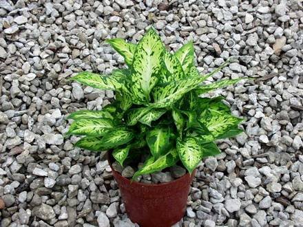 DieffenbachiaSparkles