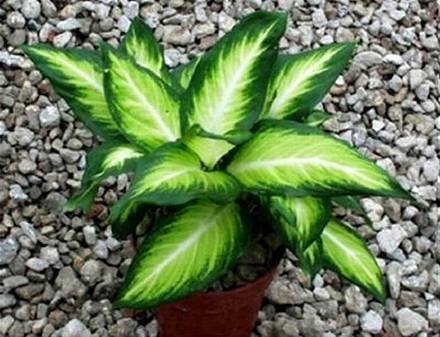 DieffenbachiaTriumph