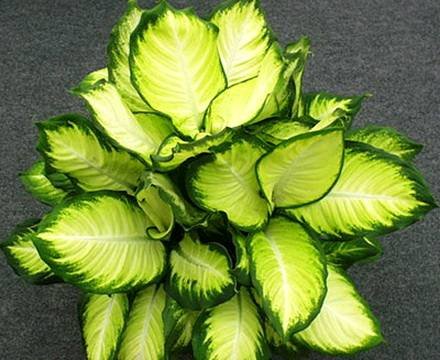 DieffenbachiaTropicHoney