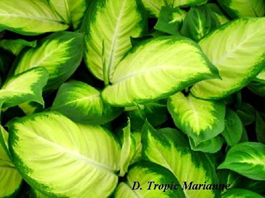 DieffenbachiaTropicMarianne1