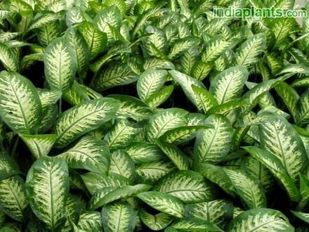 DieffenbachiaTropicSnow