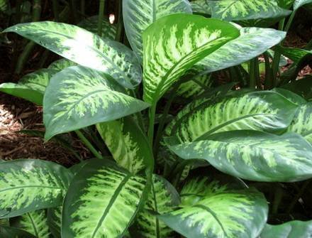 DieffenbachiaVesuvius