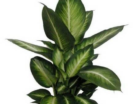 DieffenbachiaWhiteFlame