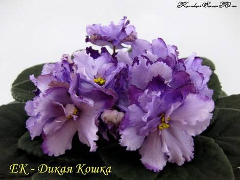 ДикаяКошка1