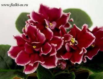 ДикаяВишня3