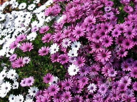 Dimorphotheca1