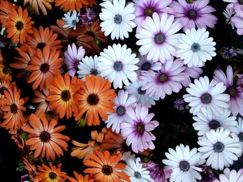 Dimorphotheca10