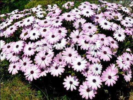 Dimorphotheca2