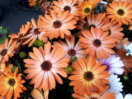 Dimorphotheca3