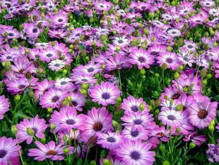 Dimorphotheca5