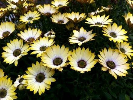 Dimorphotheca7