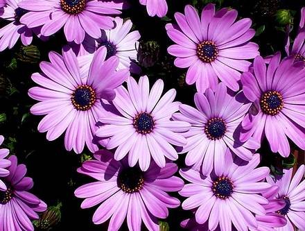 Dimorphotheca8
