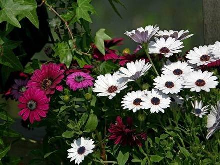 Dimorphotheca9