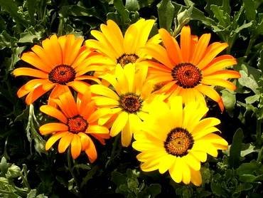 DimorphothecaGiantMixed