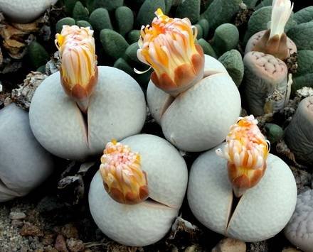 DinteranthusPole-evansii